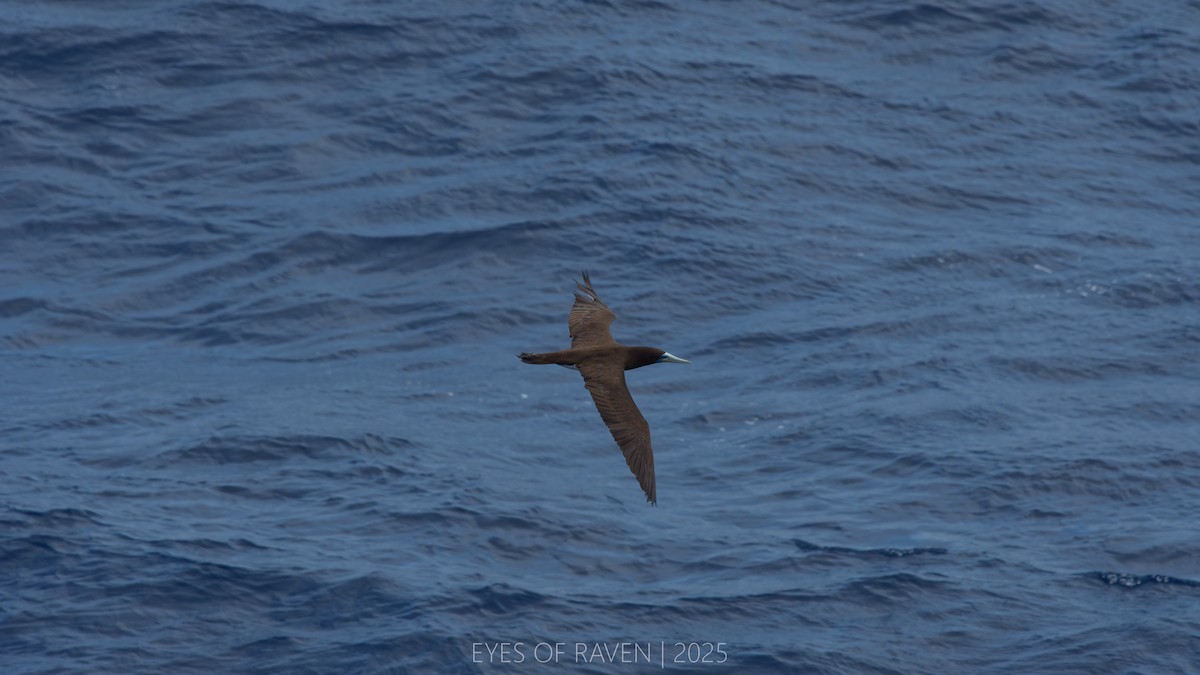 Brown Booby - ML634986114