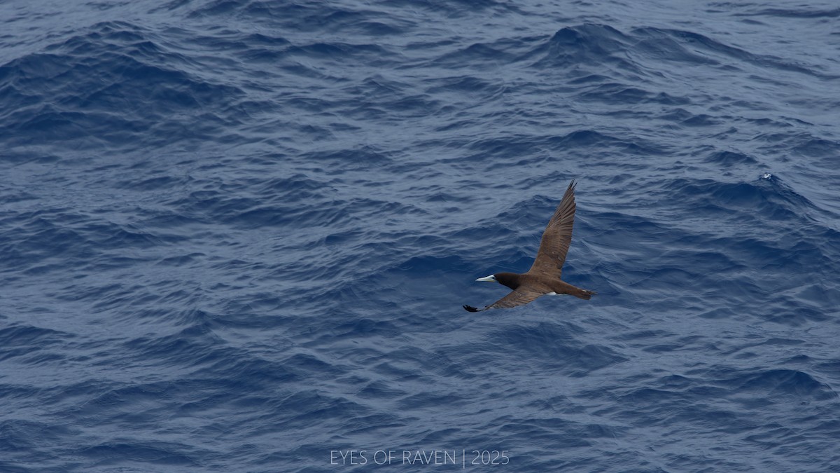Brown Booby - ML634986115