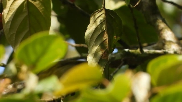 Mountain Leaf Warbler - ML634986119