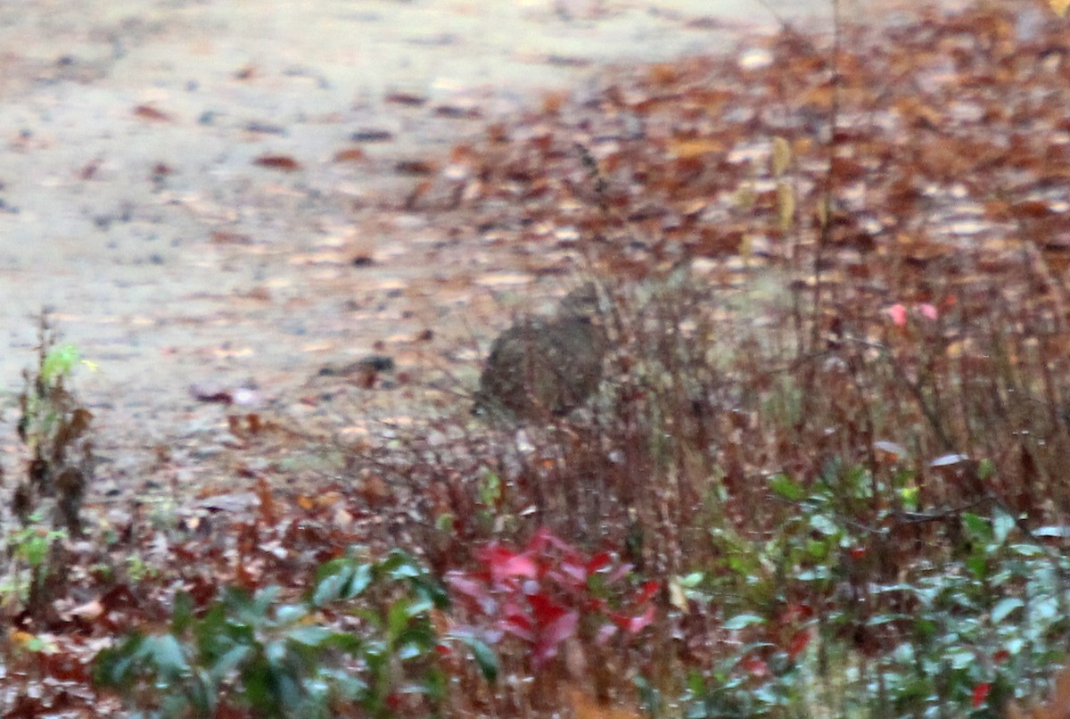 Ruffed Grouse - ML634986148