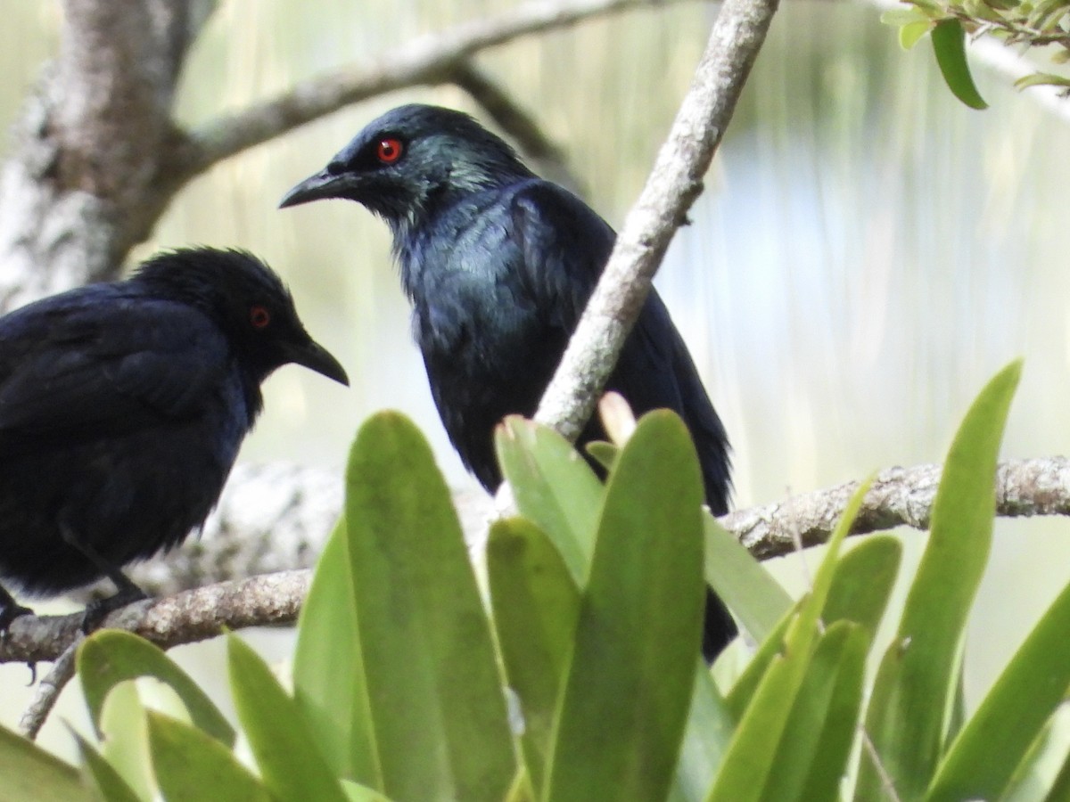 Short-tailed Starling - ML634986196