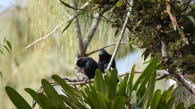 Short-tailed Starling - ML634986198