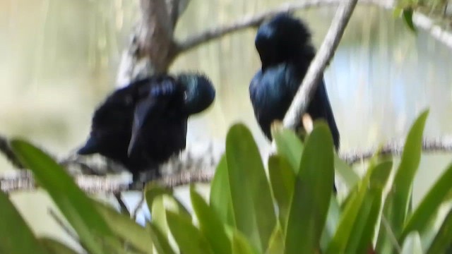 Short-tailed Starling - ML634986202