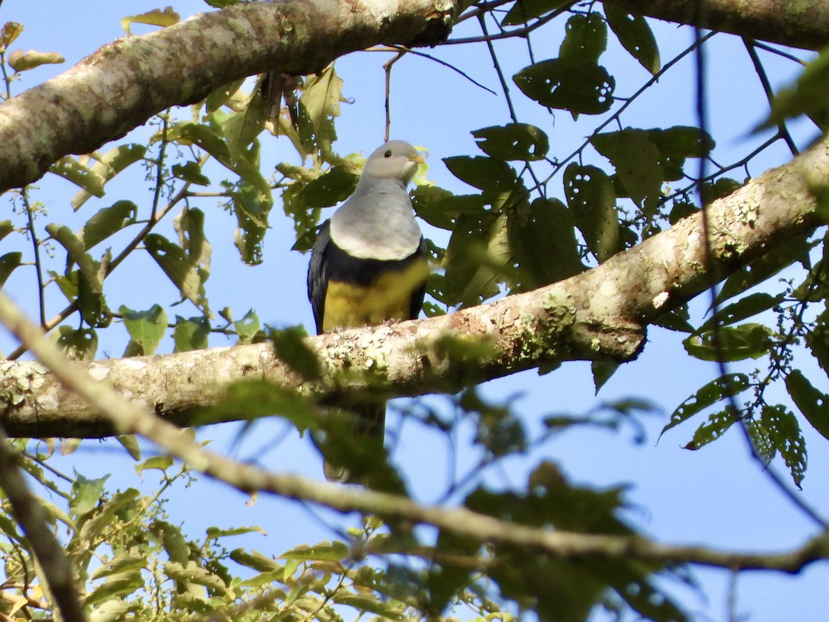 Black-backed Fruit-Dove - ML634986261