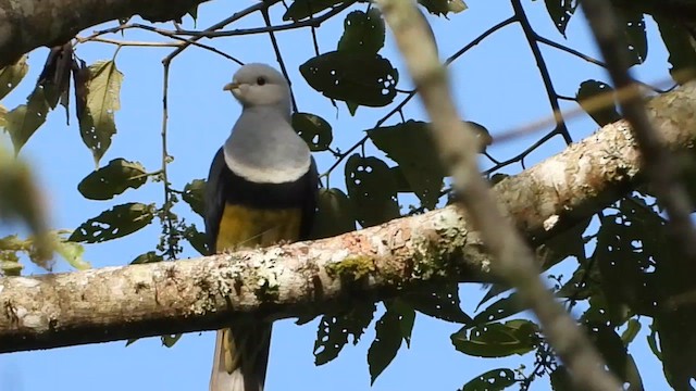 Black-backed Fruit-Dove - ML634986264