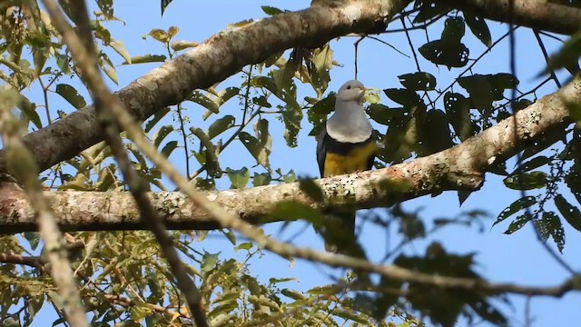 Black-backed Fruit-Dove - ML634986276
