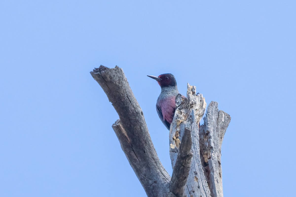Lewis's Woodpecker - Kalpesh Krishna