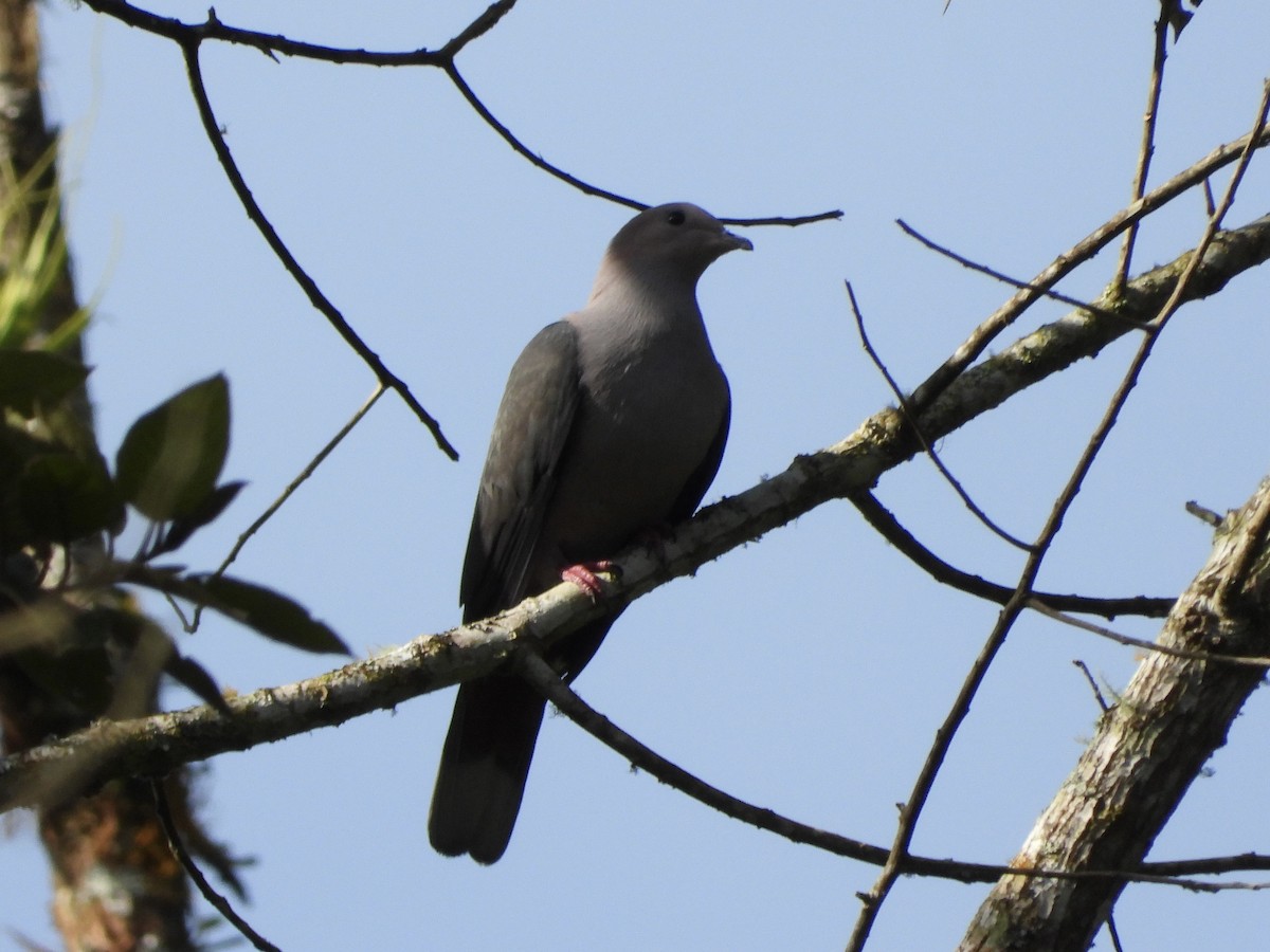 Dark-backed Imperial-Pigeon - ML634986305