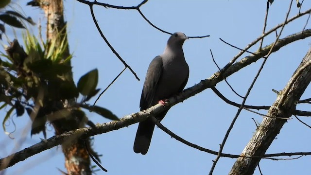 Dark-backed Imperial-Pigeon - ML634986306