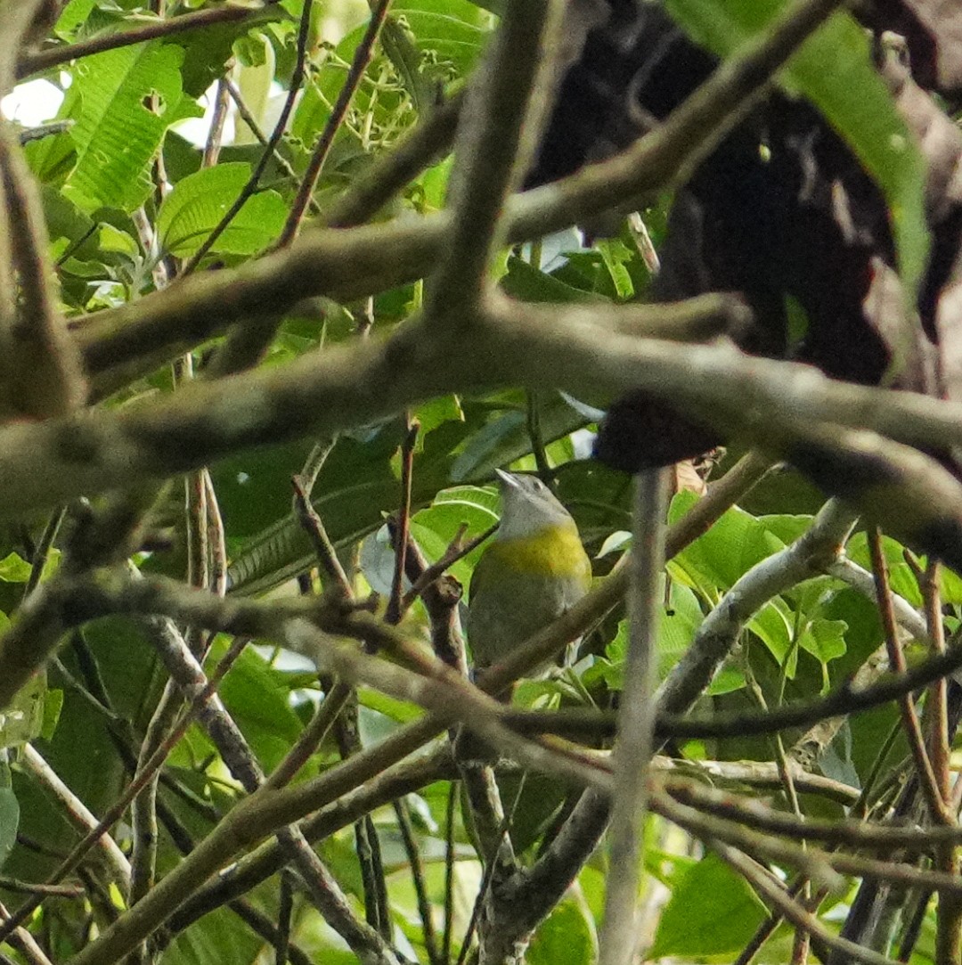 Ashy-throated Chlorospingus - ML634986308