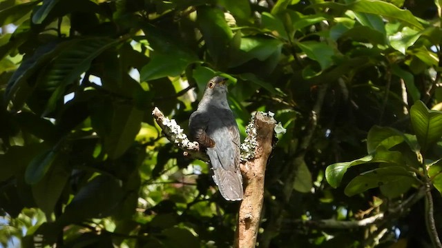 Sunda Cuckoo - ML634986369