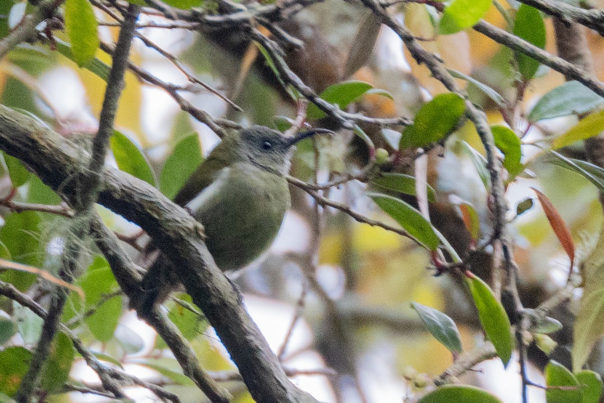 White-flanked Sunbird - ML634986472