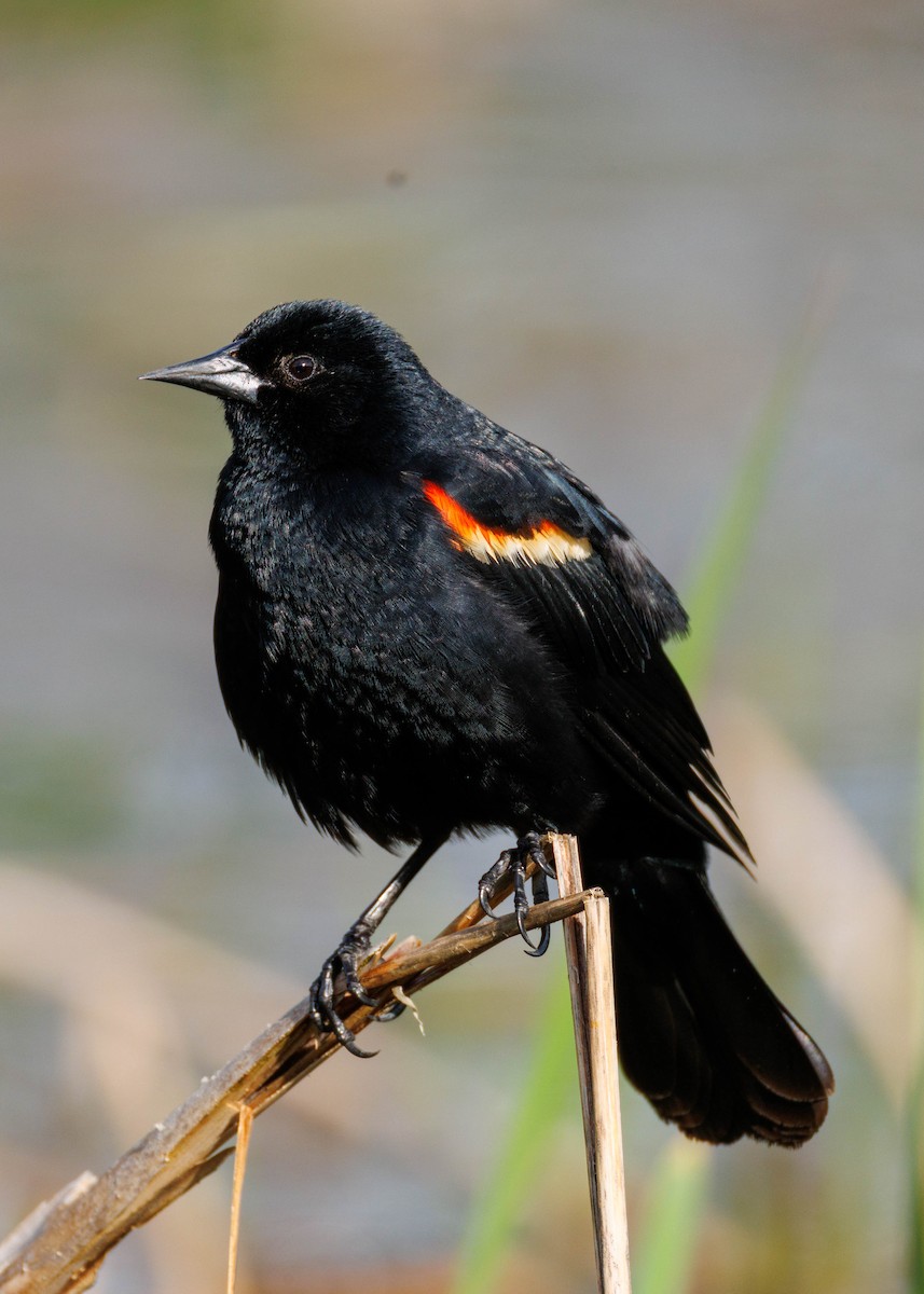Red-winged Blackbird - ML634986570