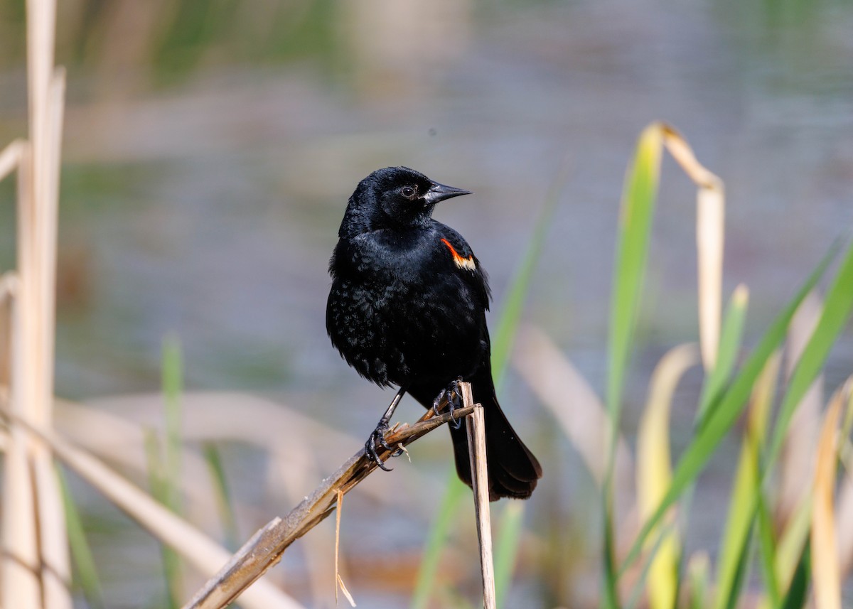 Red-winged Blackbird - ML634986571
