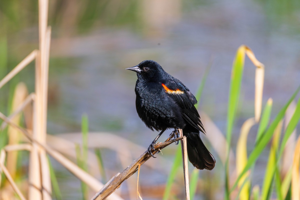 Red-winged Blackbird - ML634986572