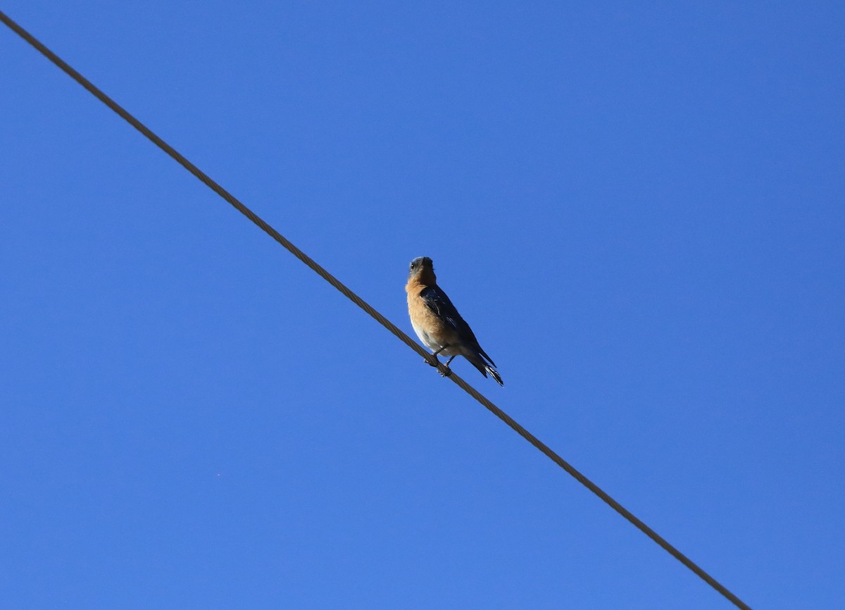 Eastern Bluebird - ML634986743