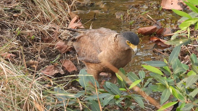 Crested Serpent-Eagle - ML634986946