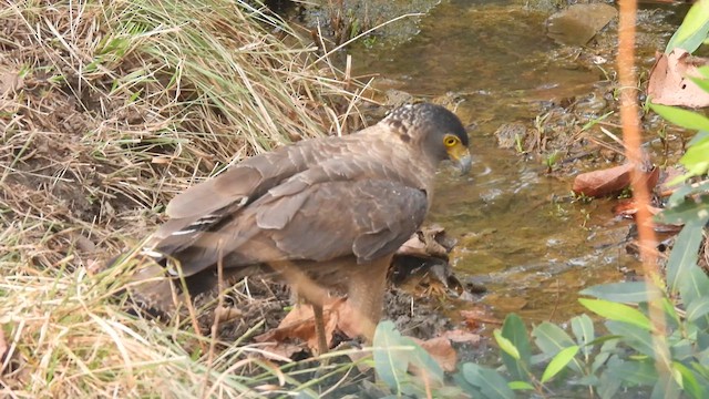 Crested Serpent-Eagle - ML634986953