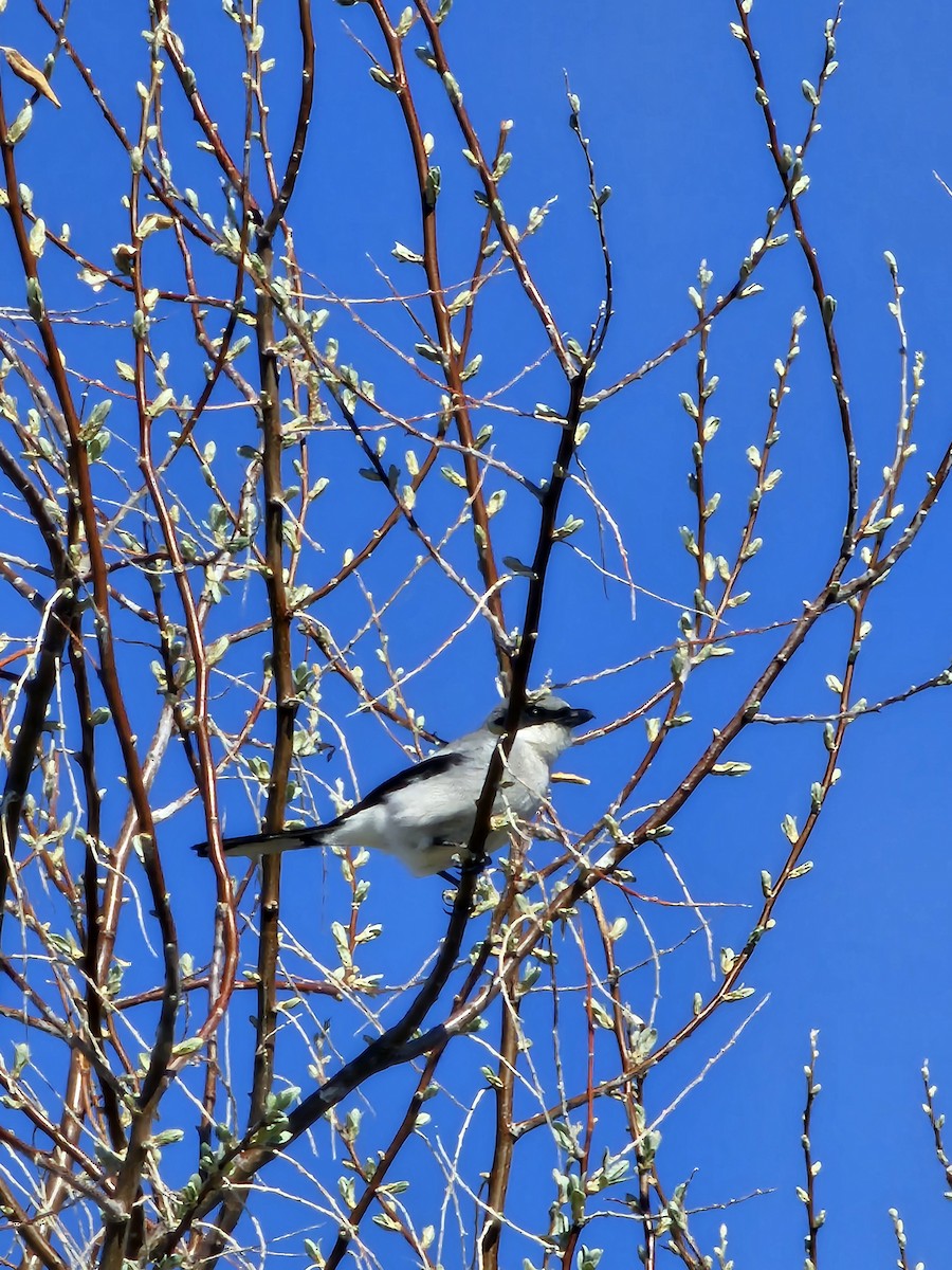 Loggerhead Shrike - ML634986972