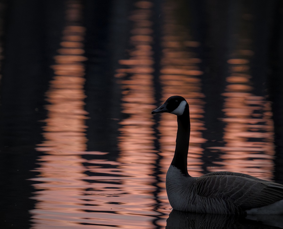 Canada Goose - ML634986996