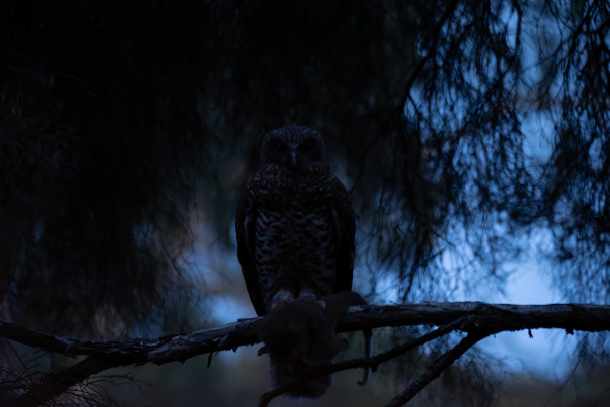 Powerful Owl - ML634987130