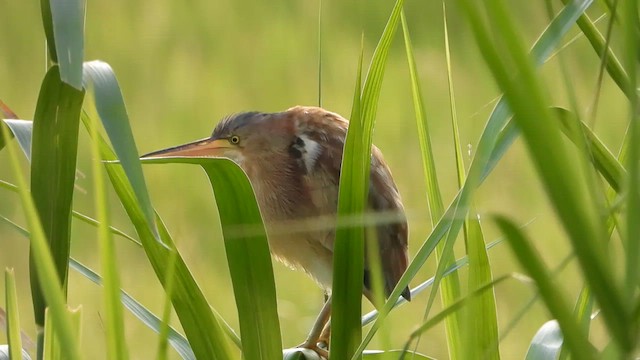 Yellow Bittern - ML634987209