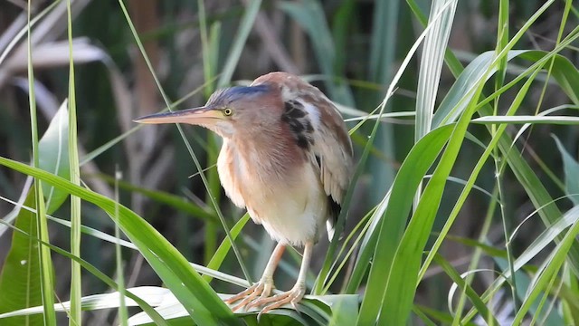 Yellow Bittern - ML634987213