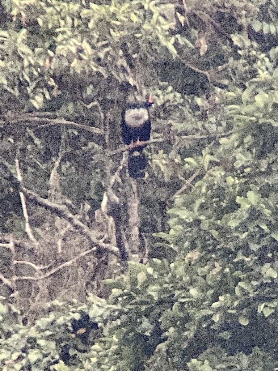 Horned Guan - ML634987328