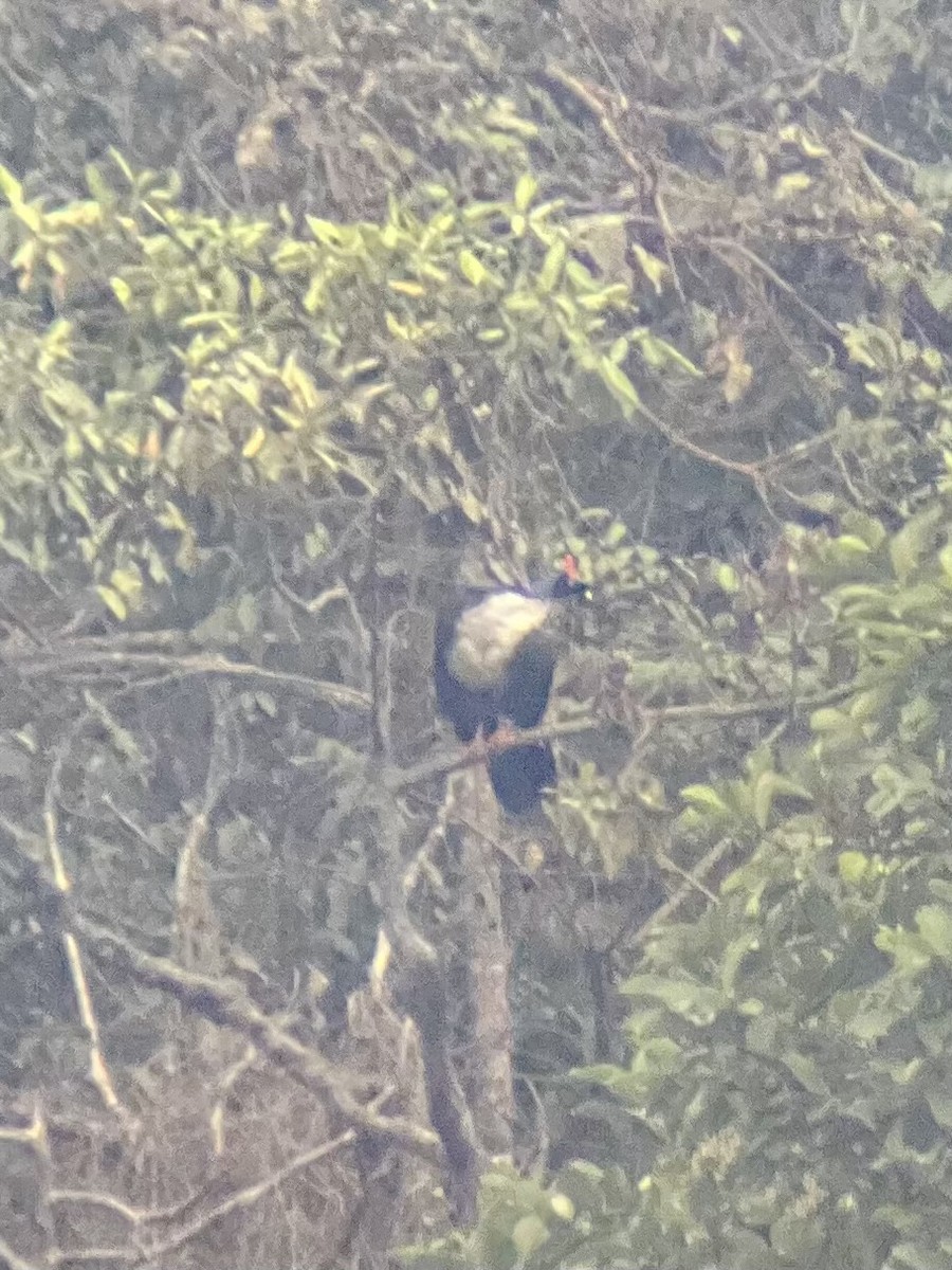 Horned Guan - ML634987329