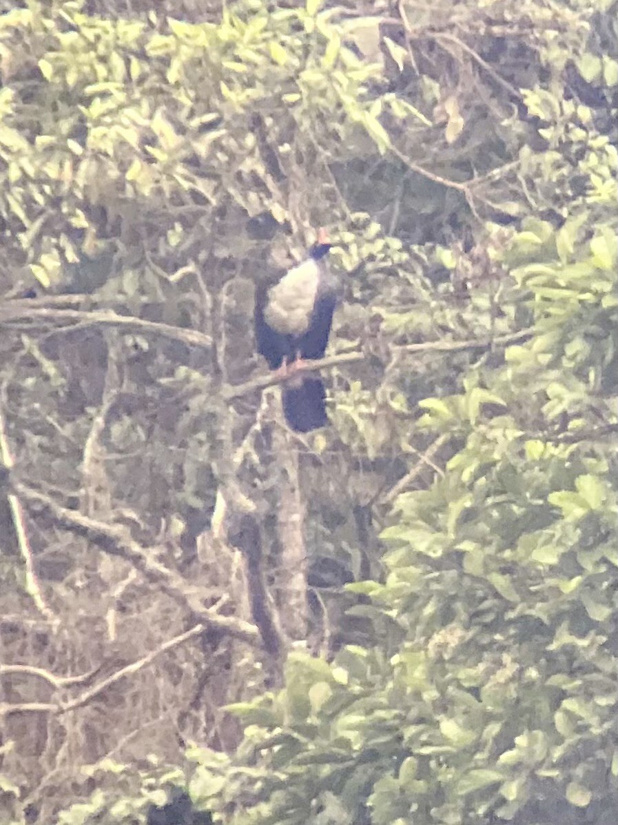 Horned Guan - ML634987330