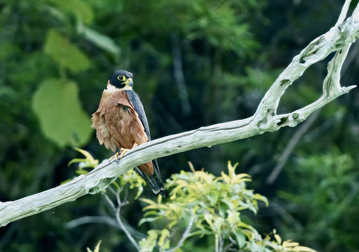 Malaienbaumfalke - ML634987335