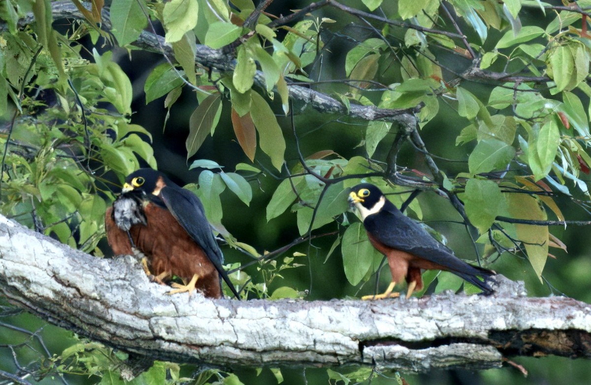 Malaienbaumfalke - ML634987336