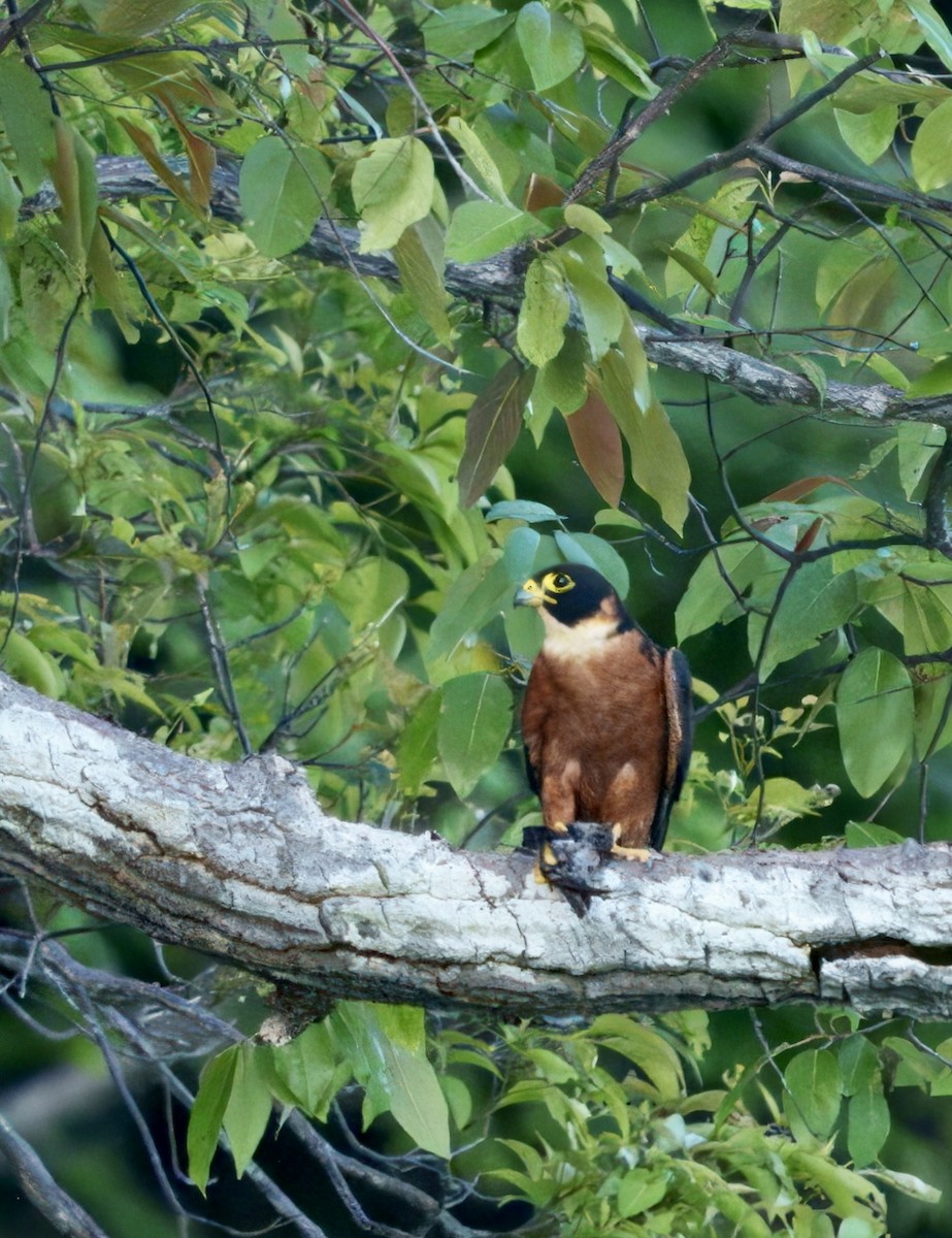 Malaienbaumfalke - ML634987337