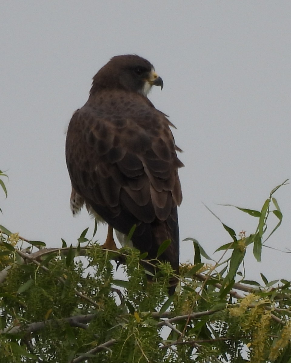 Swainson's Hawk - ML634987426