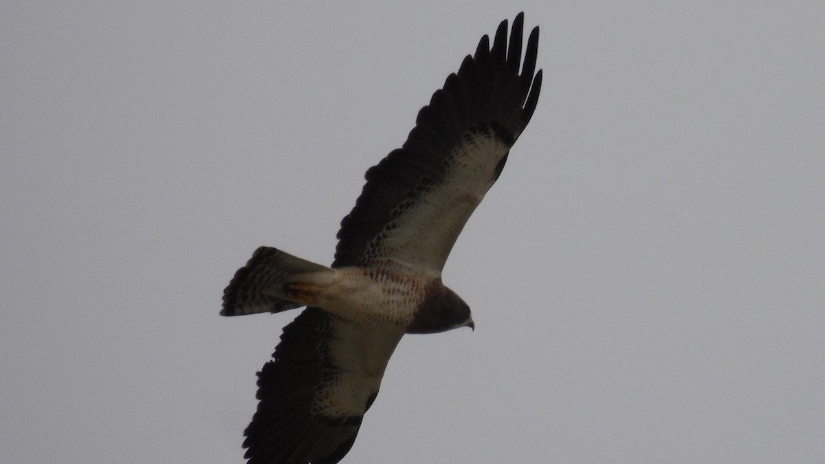 Swainson's Hawk - ML634987427