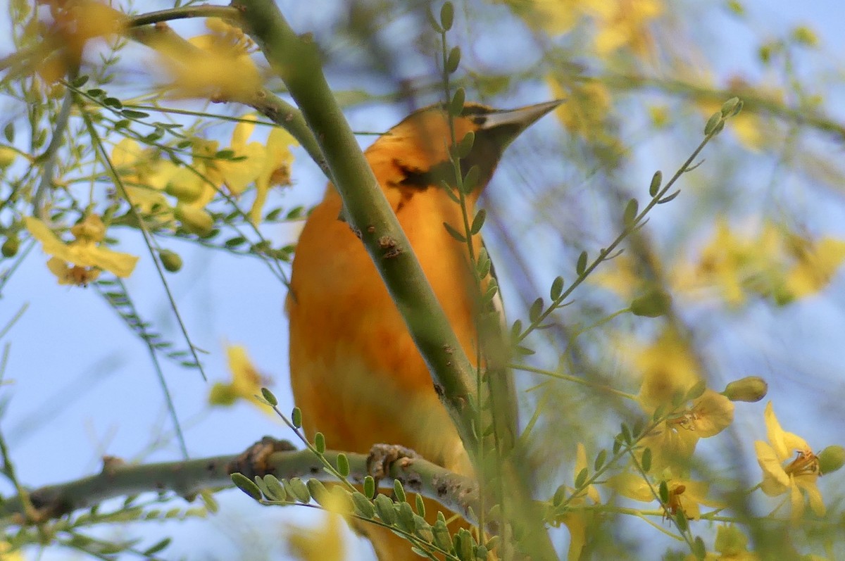 Bullock's Oriole - ML634987439