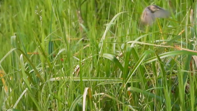 Pallas's Grasshopper Warbler - ML634987446