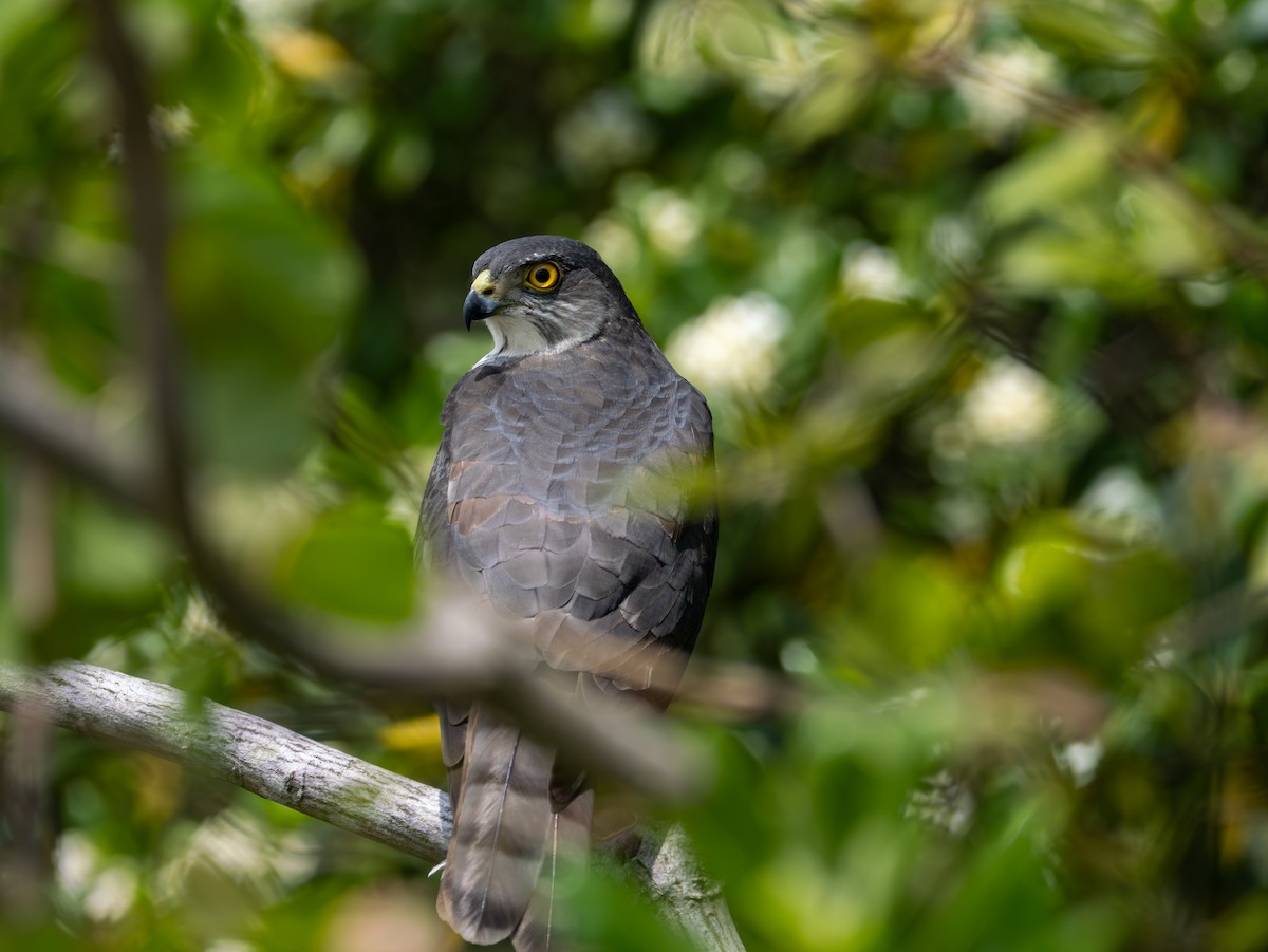 Japanese Sparrowhawk - ML634987496