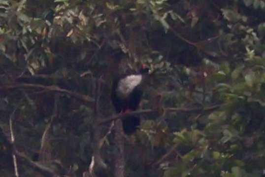 Horned Guan - ML634987505