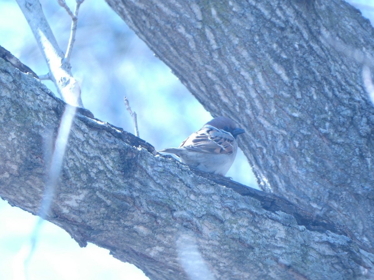 Eurasian Tree Sparrow - ML634987511
