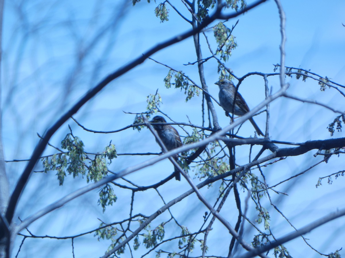 White-throated Sparrow - ML634987519