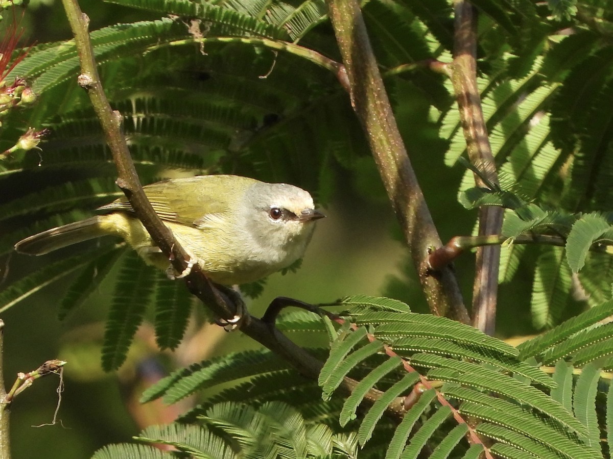 Javabrillenvogel - ML634987599