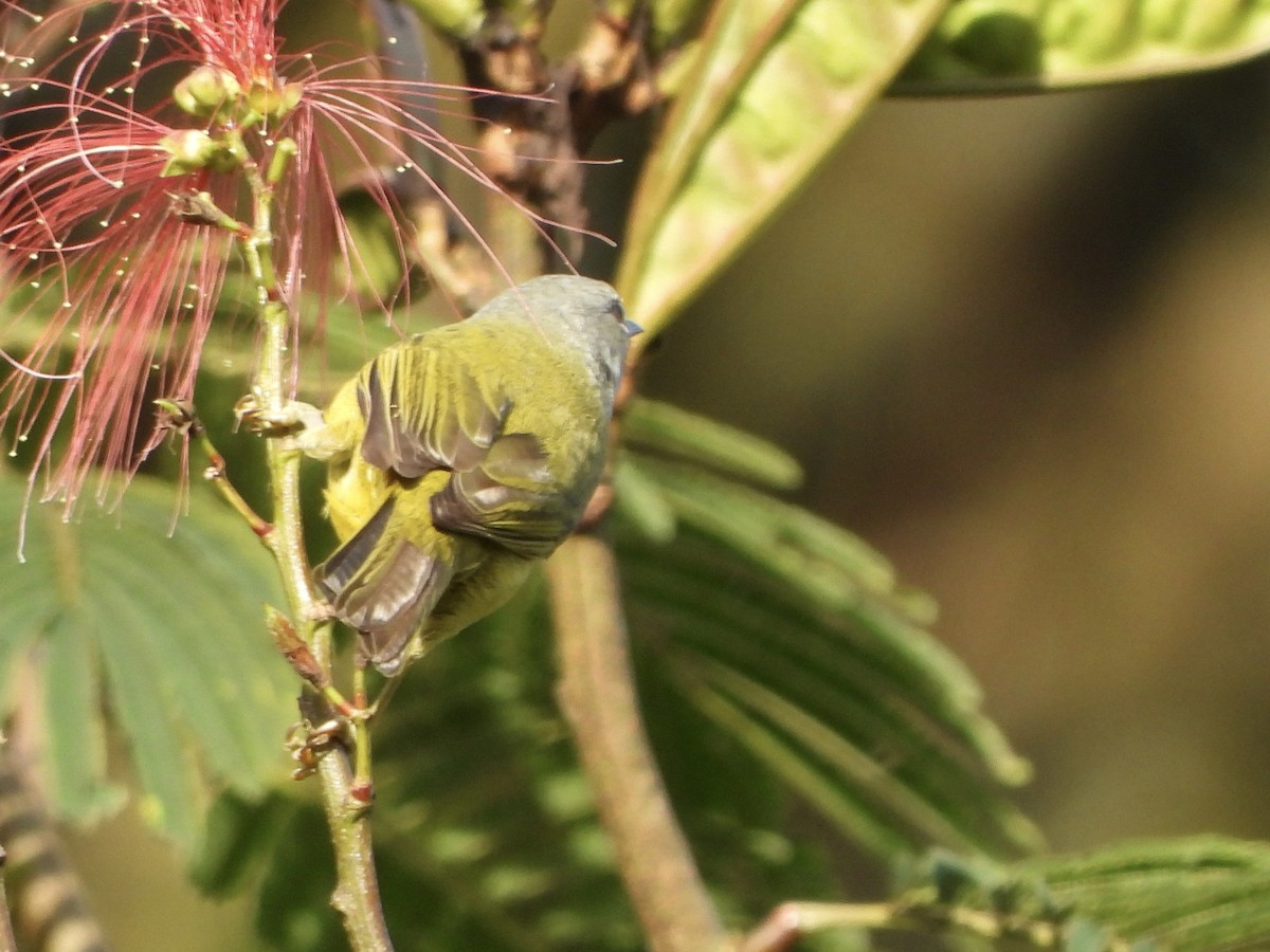 Javabrillenvogel - ML634987600