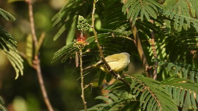 Javabrillenvogel - ML634987601