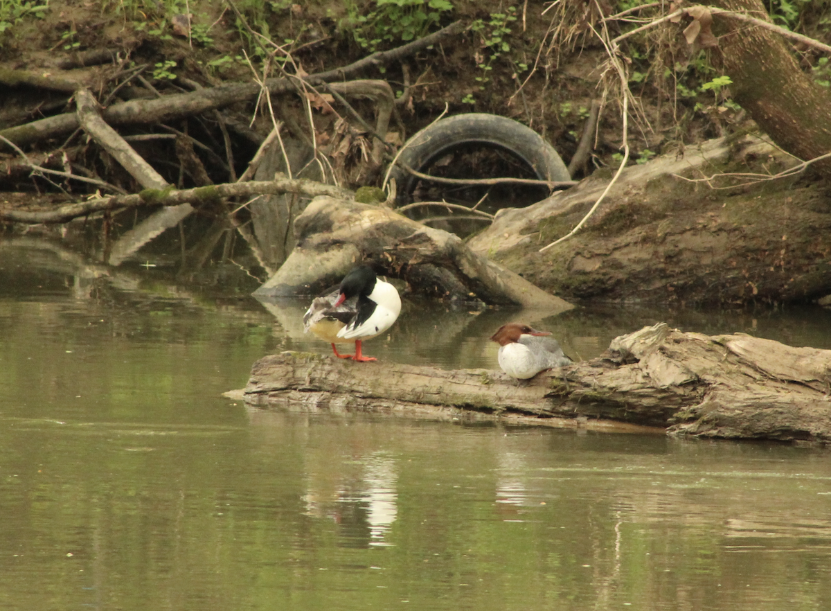 Common Merganser (North American) - ML634987607