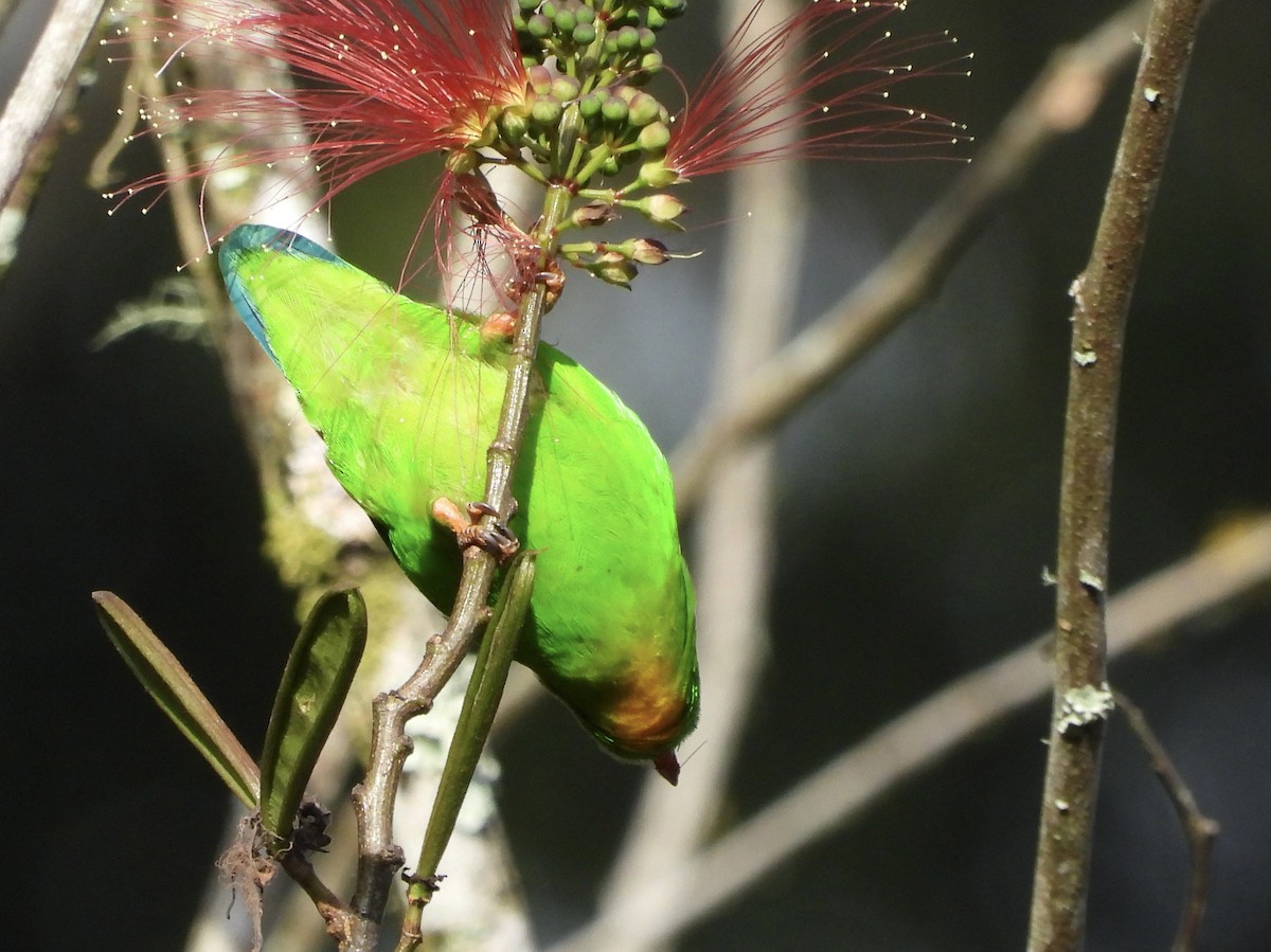 Yellow-throated Hanging-Parrot - ML634987682