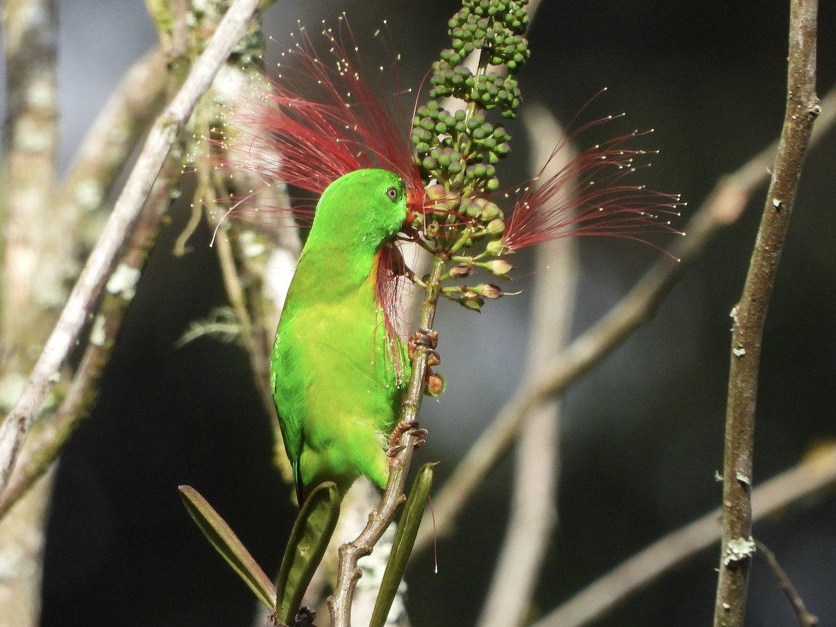 Yellow-throated Hanging-Parrot - ML634987683