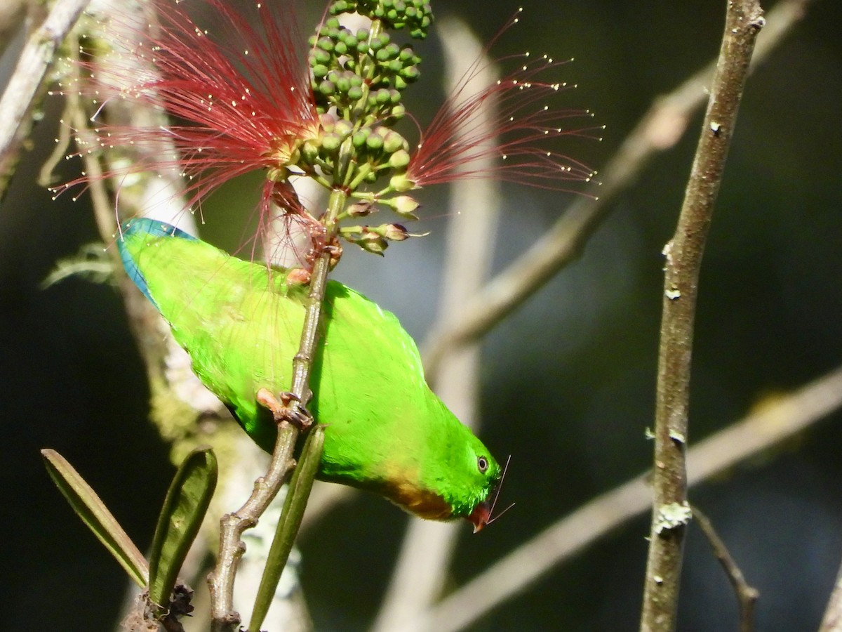 Yellow-throated Hanging-Parrot - ML634987684