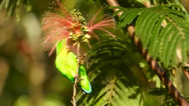 Yellow-throated Hanging-Parrot - ML634987687