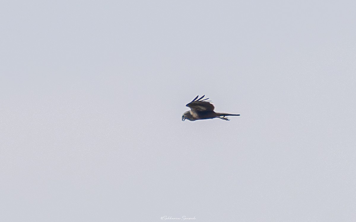 Eastern Marsh Harrier - ML634987722